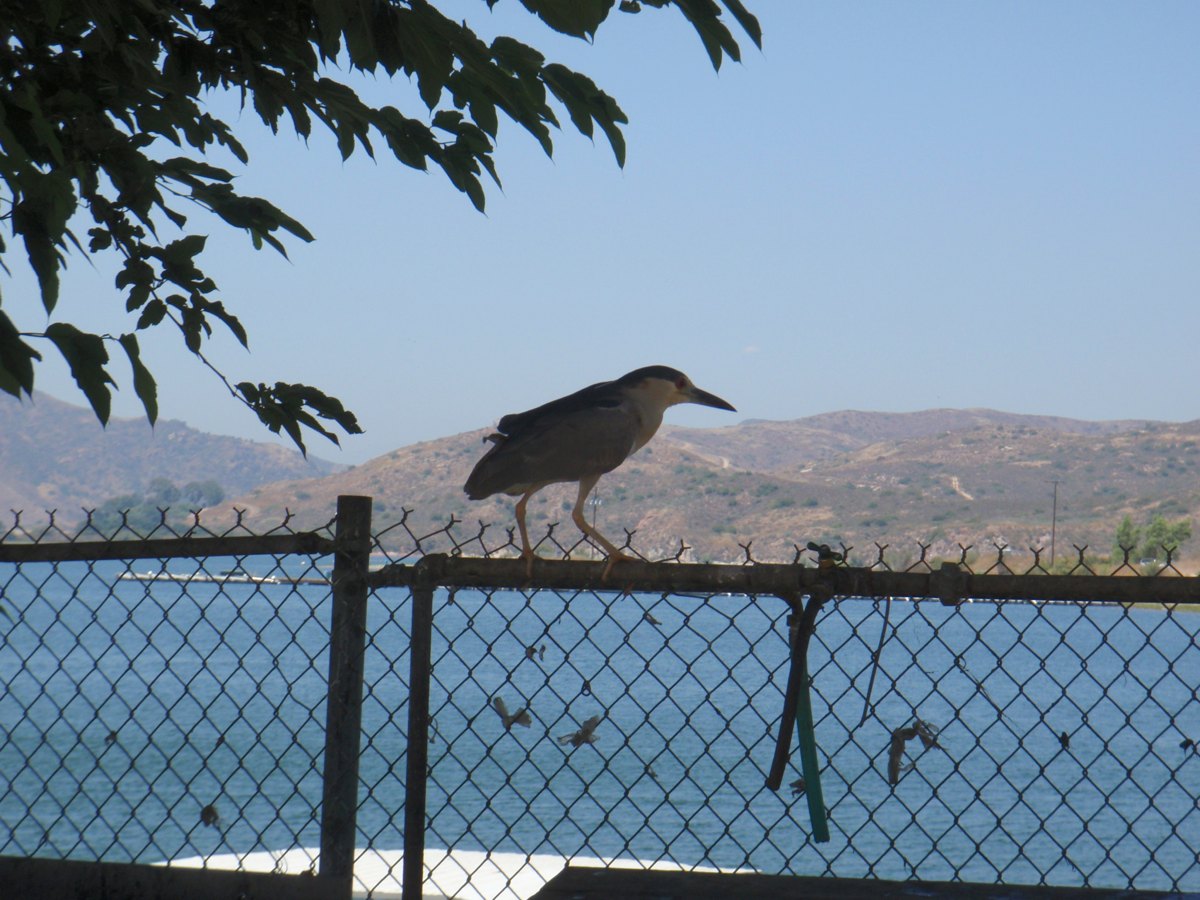 Black-crowned night heron