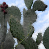 Tuna - Prickly-Pear Cactus