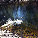 Trumpeter swan