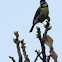 Blue Tit