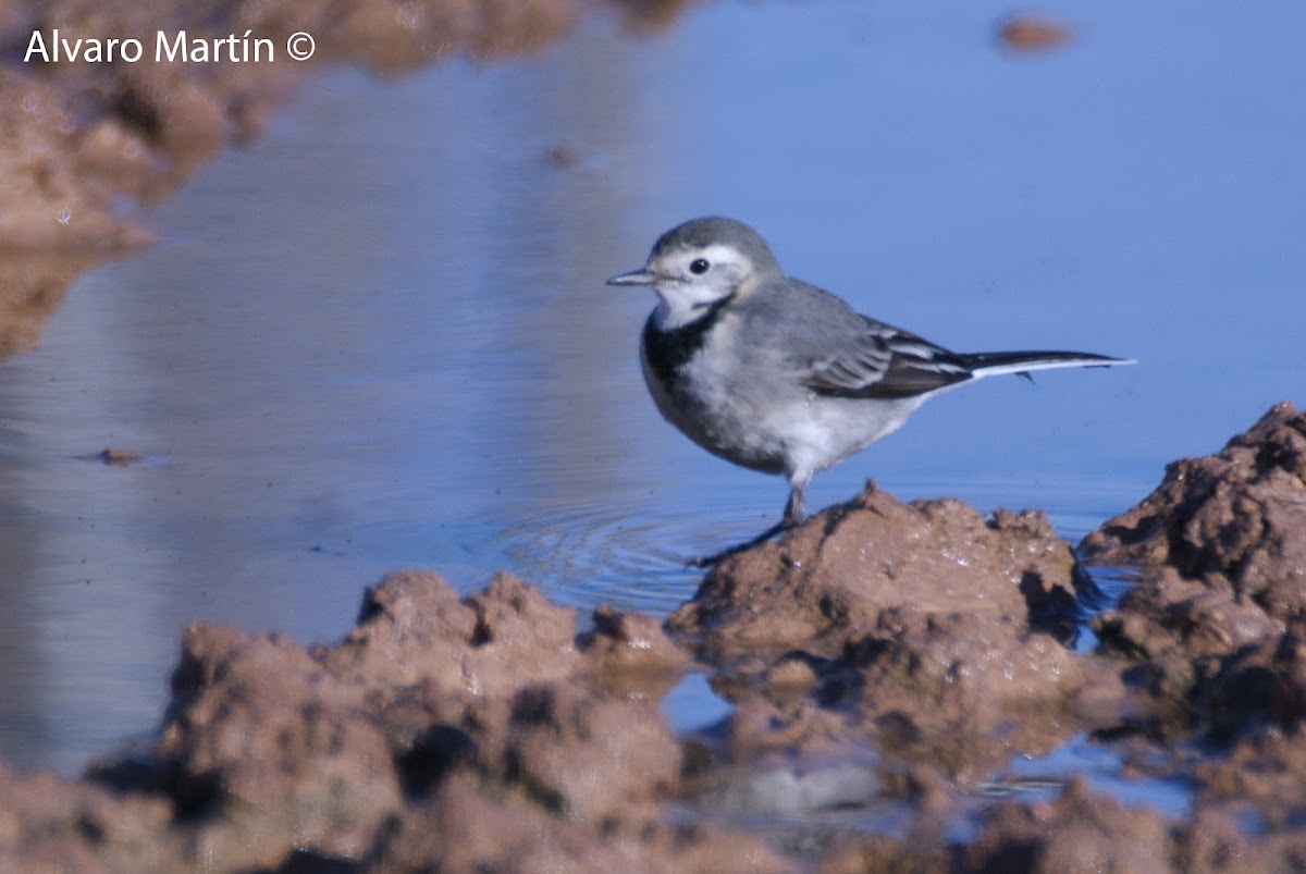 white wagtail, Lavandera blanca