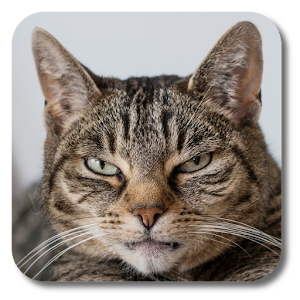 Angry Cat Live Wallpaper 1.0