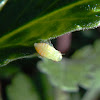 Froghopper (spittlebugs)