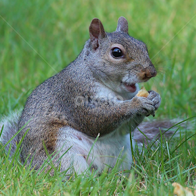 Do I look fat ?   by Paul Wyman - Animals Other Mammals