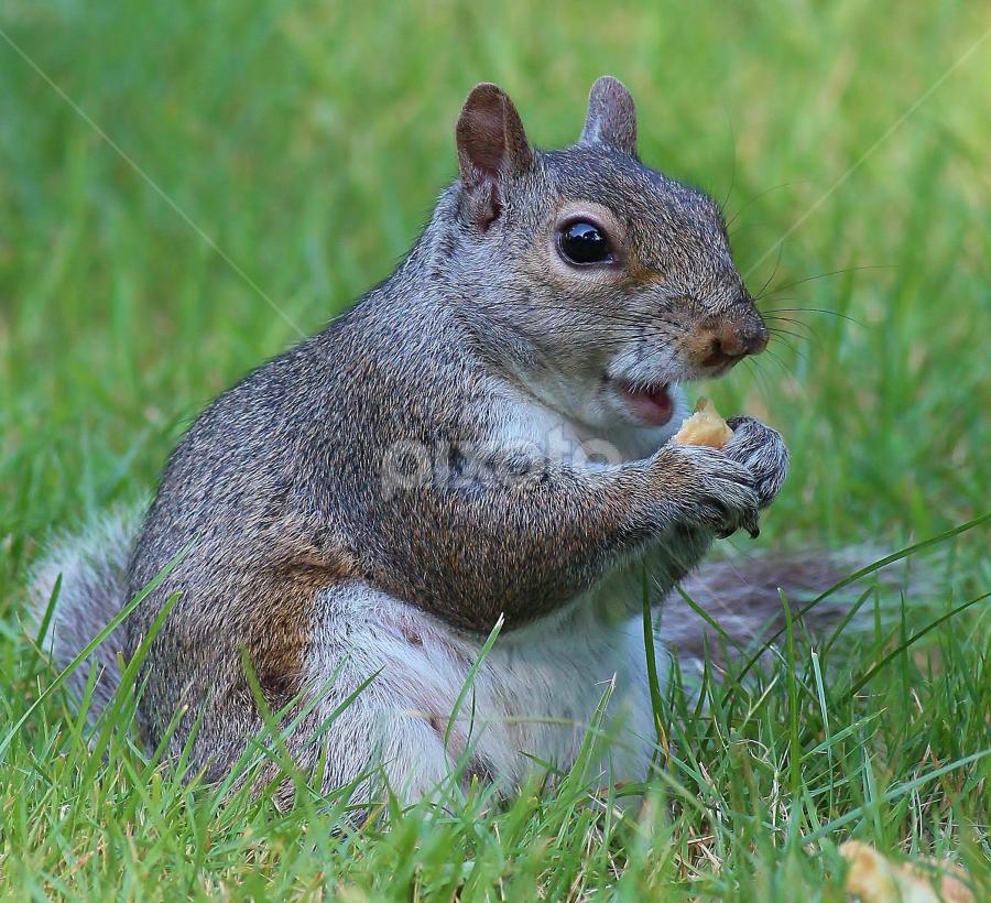 Do I look fat ?   by Paul Wyman - Animals Other Mammals