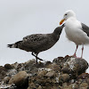 Western Gull