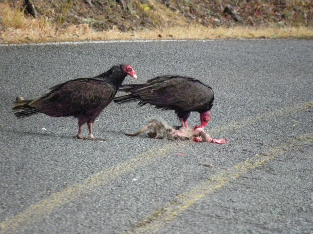 turkey vulture on possum