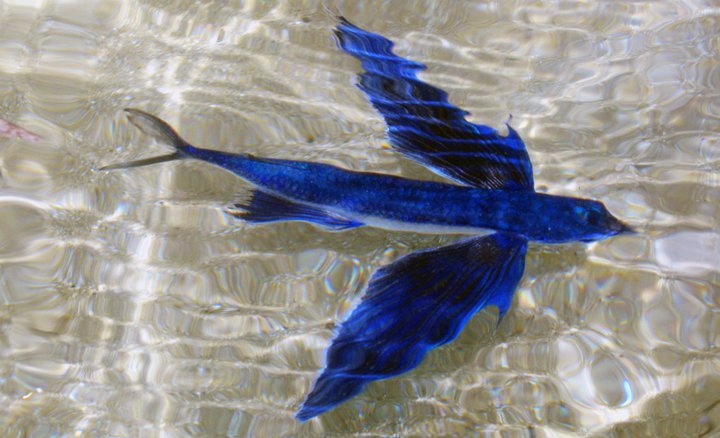 Tropical two-wing flyingfish