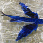 Tropical two-wing flyingfish