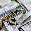 Speckled-lipped skink
