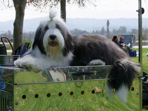 【免費書籍App】Bearded Collie Dog-APP點子