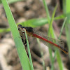 Western Red Damselfly (male)