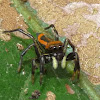 Velvet ant mimic jumping male spider