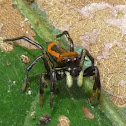 Velvet ant mimic jumping male spider