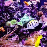 七星柴魚博物館