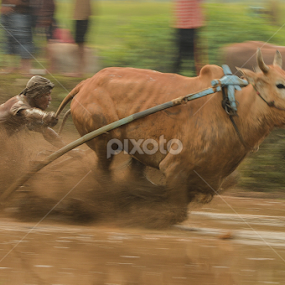 Pacu Jawi by Edwin Prajusa - Sports & Fitness Other Sports