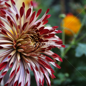by Santosh Biswas - Flowers Single Flower
