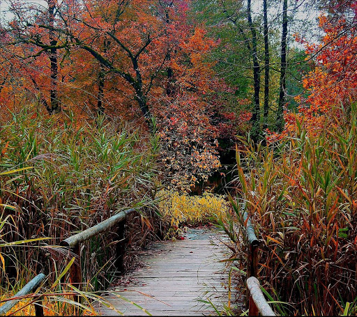 Wooden Bridge-Live Wallpaper