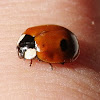 Two-spot ladybird