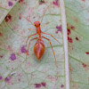 Red weaver ant mimic spider