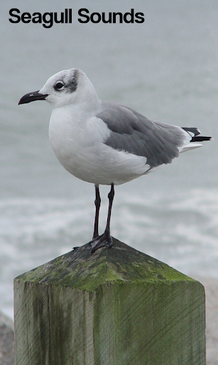 Seagull Sounds