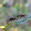 picture-winged flies