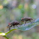 picture-winged flies