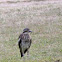 Bush Stone-curlew