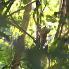 Crab-Eating Macaque