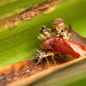 Green Lacewing larvae