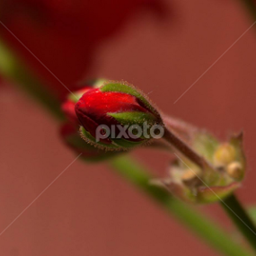 young by Calin Covaci - Flowers Single Flower
