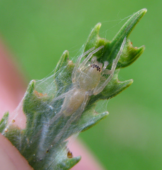 Fern Spider Project Noah