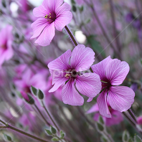 Flowers by Vrinda Mahesh - Flowers Flower Gardens