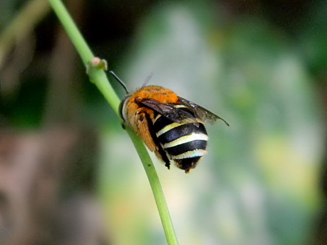 blue-banded bee