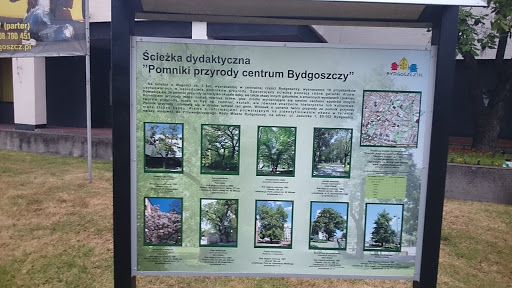 Pomniki Przyrody Centrum Bydgoszczy 