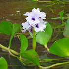 Aguapé Flower