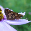 Peck's Skipper