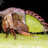 Thorn-mimic treehopper nymph