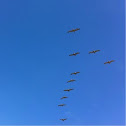 Brown Pelicans