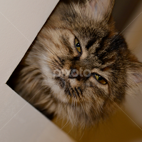 I AM WATCHING YOU by Irmantas Baltrusaitis - Animals - Cats Portraits