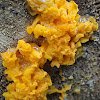 Jelly fungus (orange)
