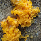 Jelly fungus (orange)