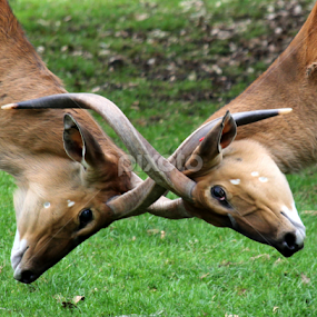 Nyala by Ralph Harvey - Animals Other Mammals