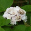 Clerodendrum fragrans 臭苿莉 