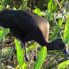Glossy ibis, sub-adult