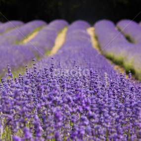 Lavender Field by Augustin Galatanu - Flowers Flowers in the Wild
