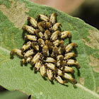Arizona tortoise beetle (larvae)