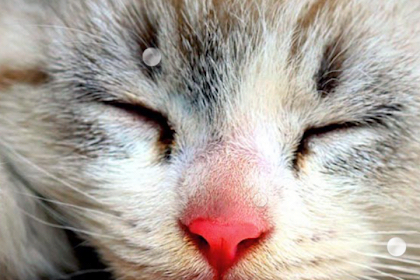 Gambar Animasi Kucing Bergerak