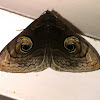 Owlet Moth (dark form)