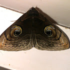 Owlet Moth (dark form)